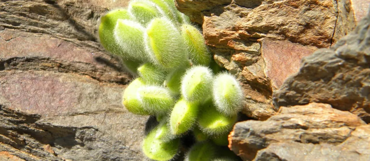 Cotyledon