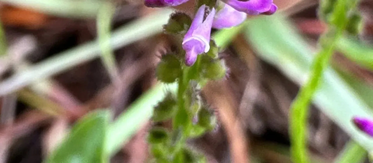 Salomonia cantoniensis