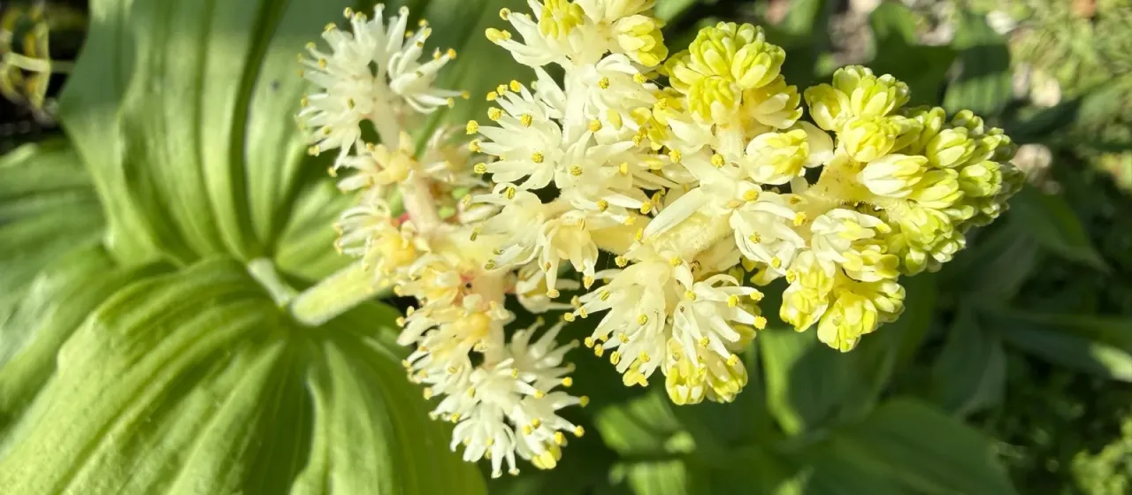False Solomon's seal