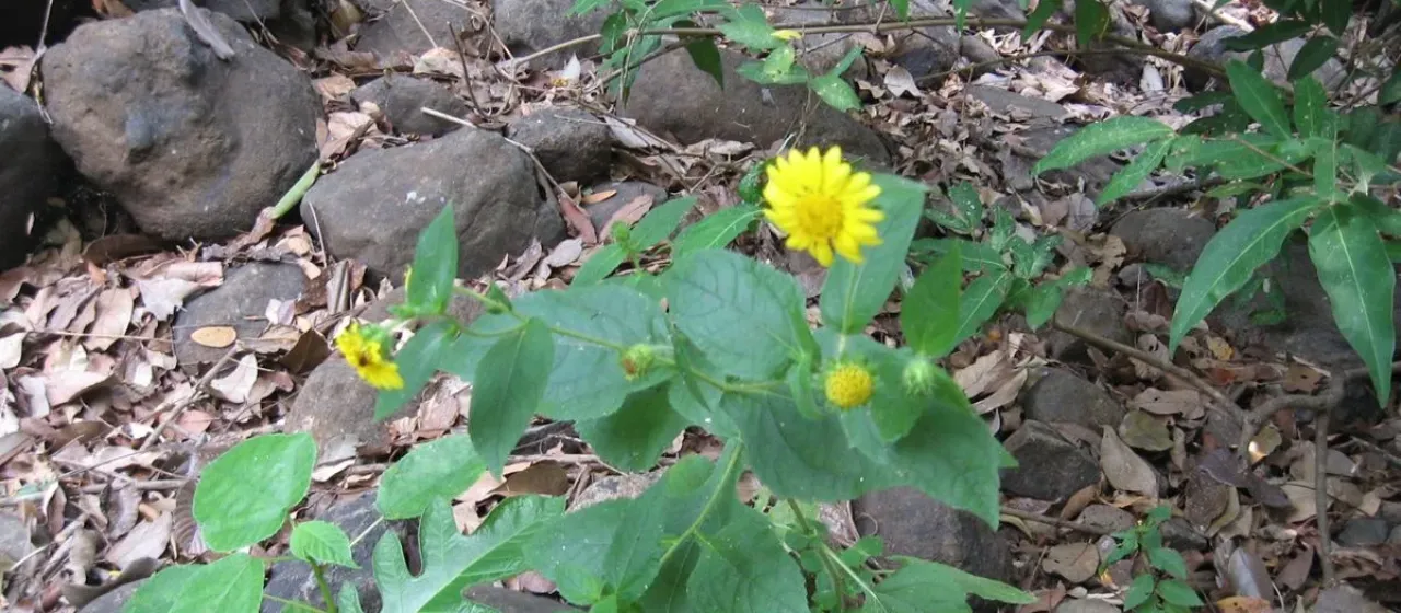 Simsia grandiflora