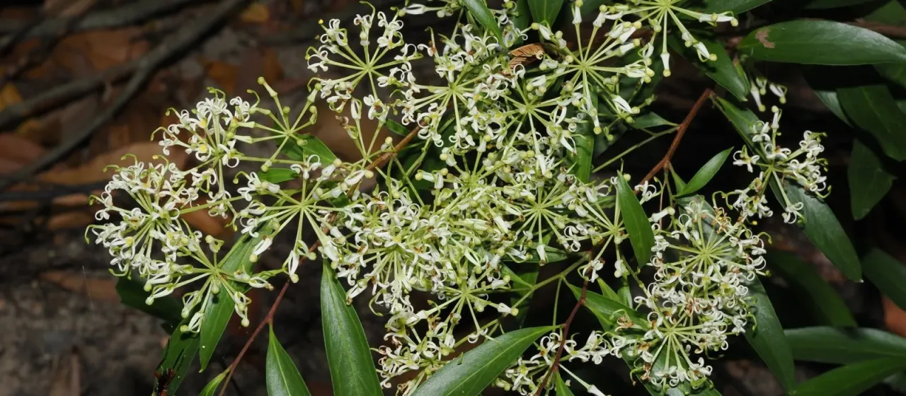 Scrub Beefwood