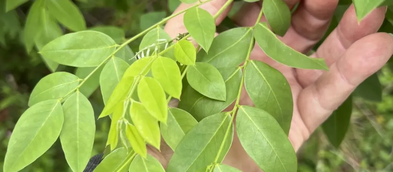 Japanese pagoda tree