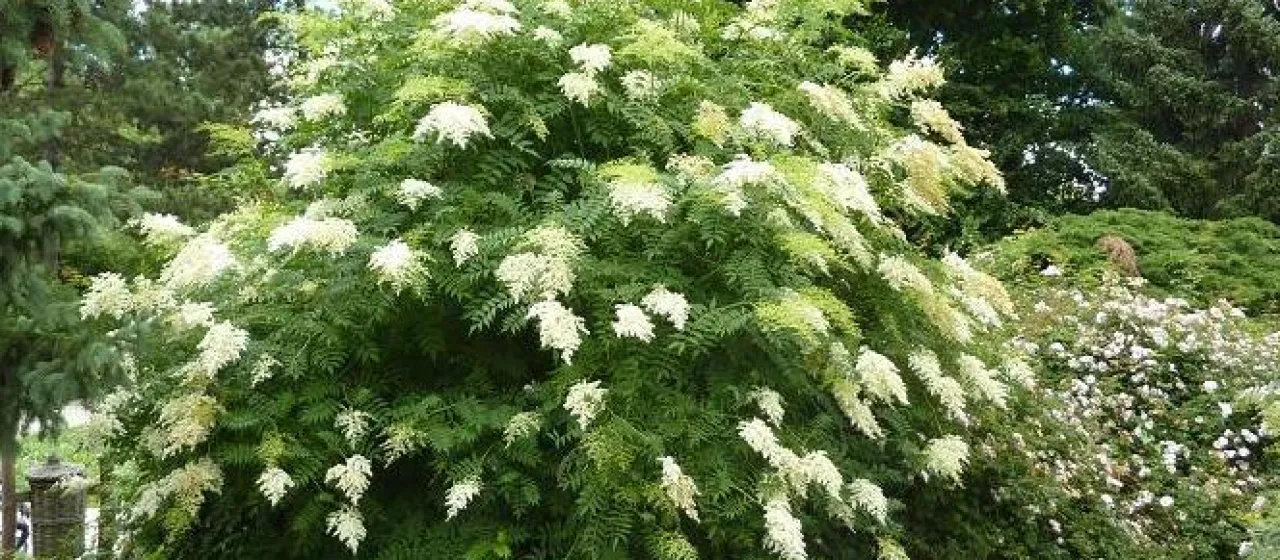 Kirilow's sorbaria