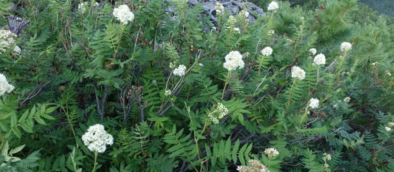 Large-flowered false spirea