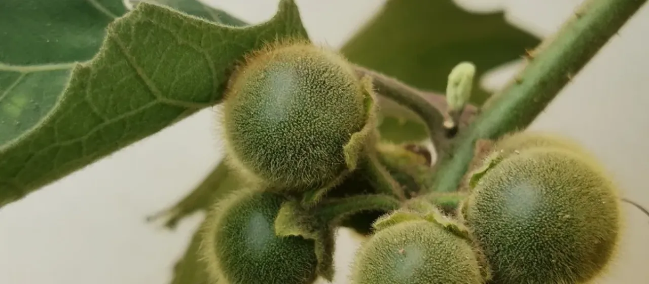 Solanum lasiocarpum