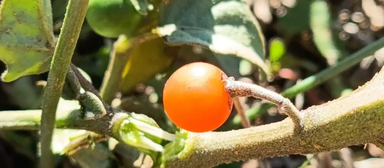 Yellow nightshade