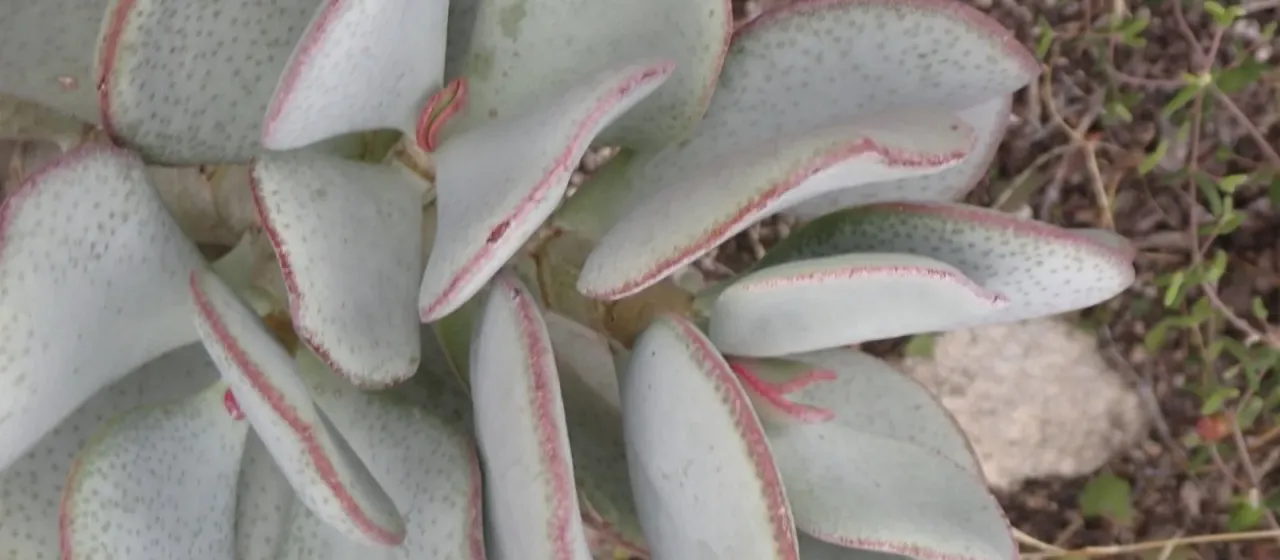 Crassula arborescens