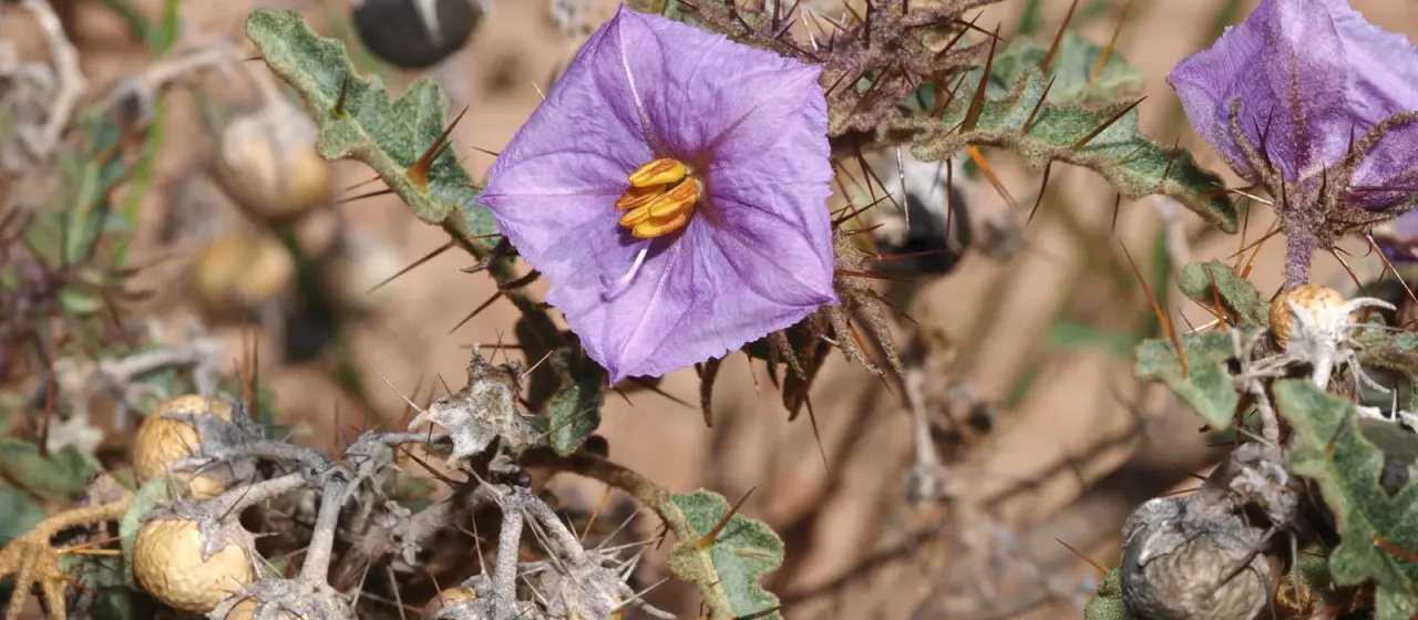 Rock nightshade