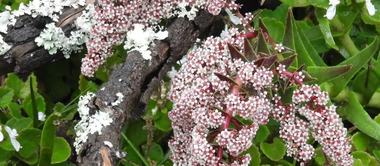 Crassula capitella