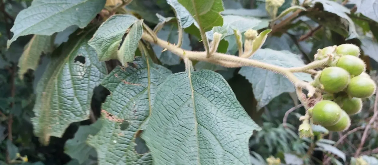 Solanum pycnanthemum