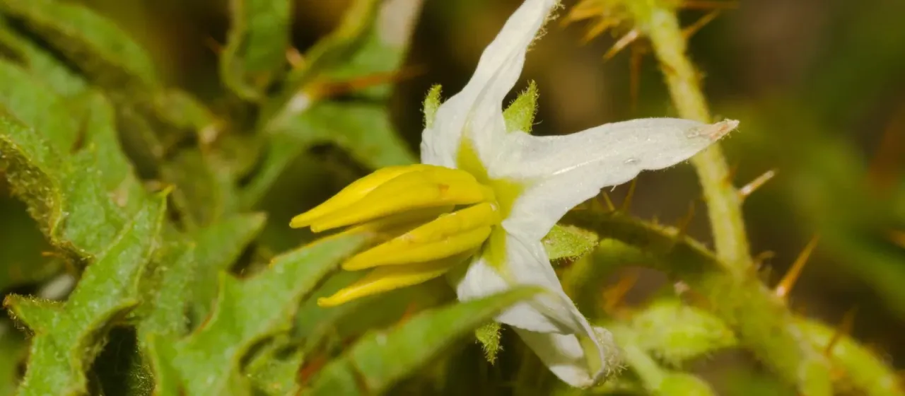 Solanum hasslerianum