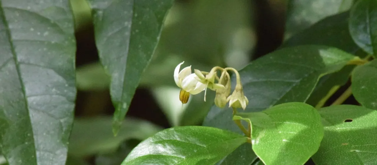 Solanum swartzianum