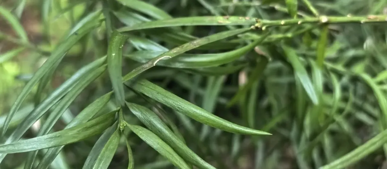 Afrocarpus falcatus