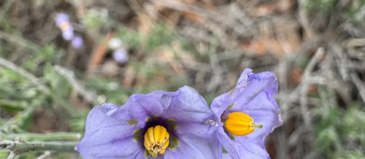 Blue witch nightshade