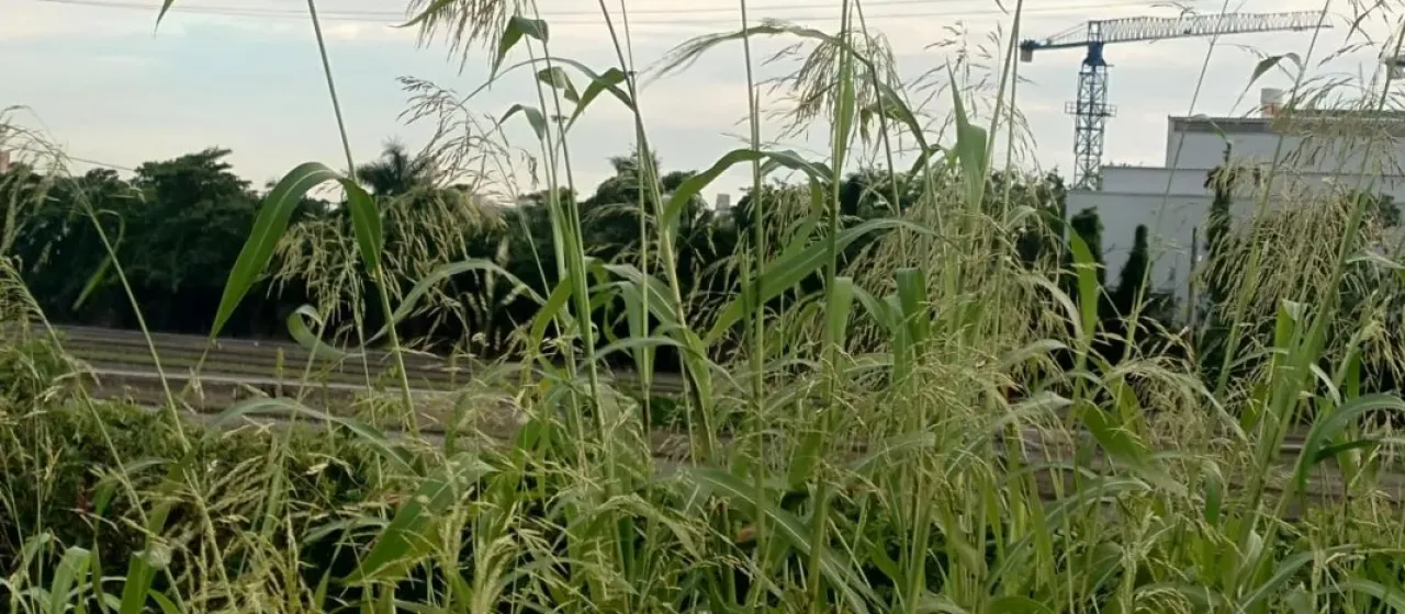 Sorghum arundinaceum