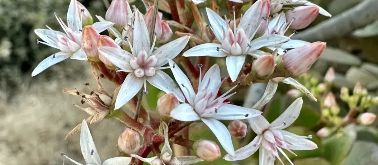 Jade plant