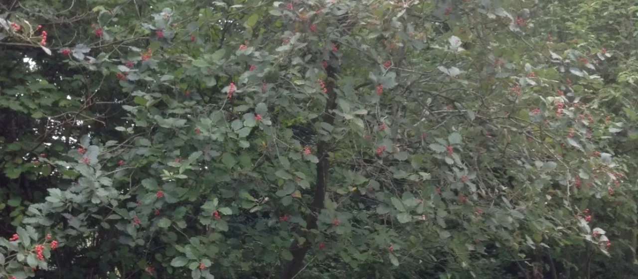 English whitebeam