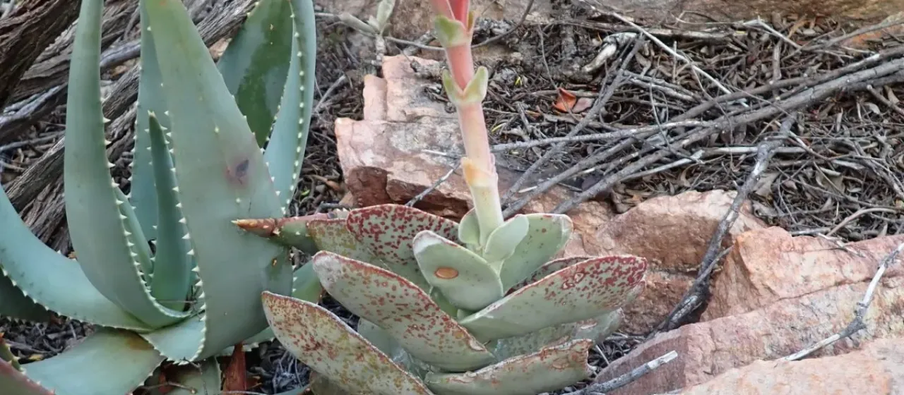 Airplane plant
