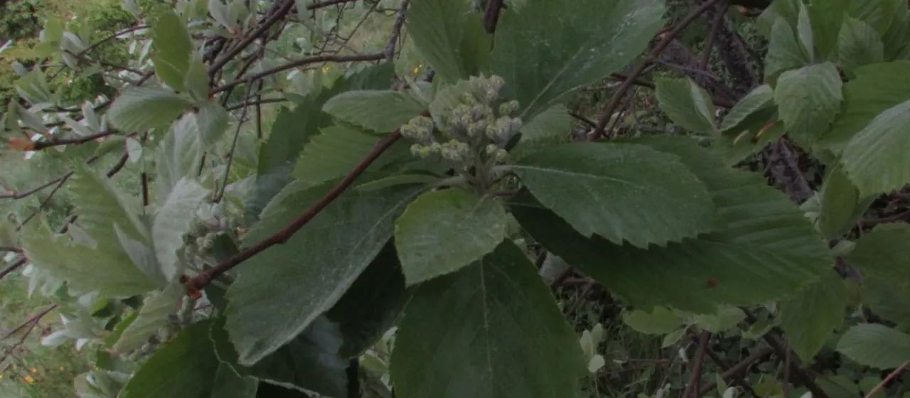 Bristol whitebeam