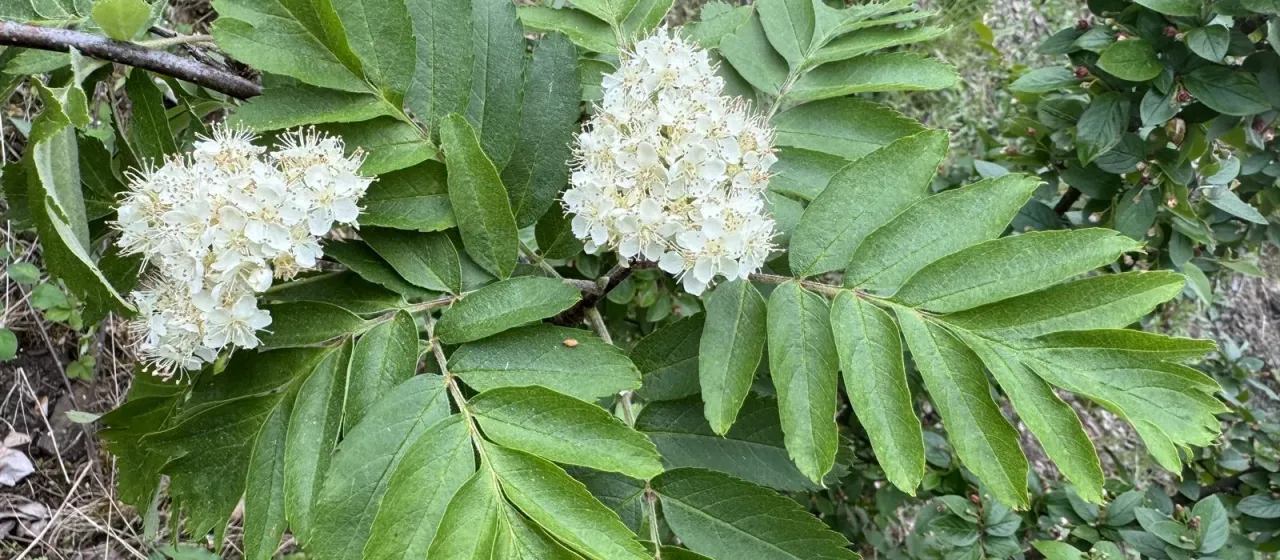 Meinich's Rowan