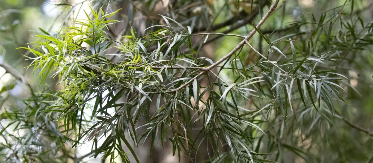 Afrocarpus gracilior
