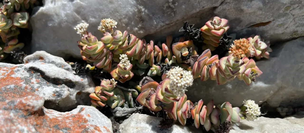 Crassula rupestris