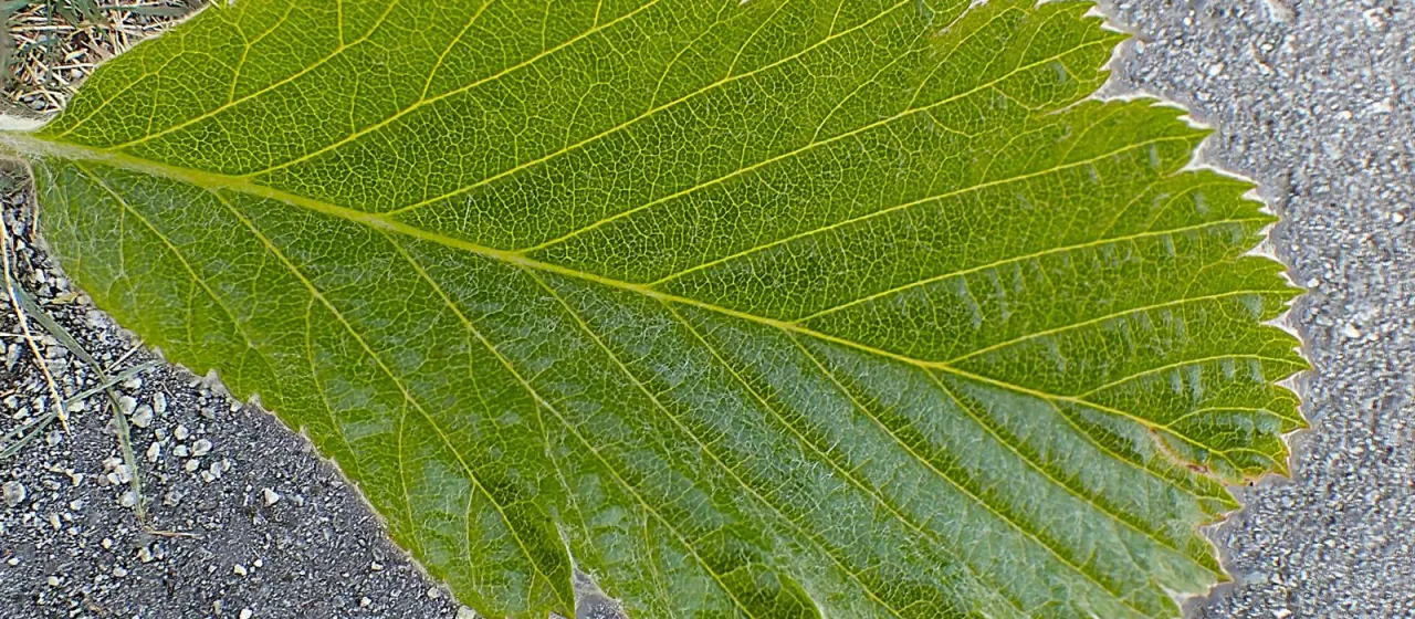 Mougeot's whitebeam