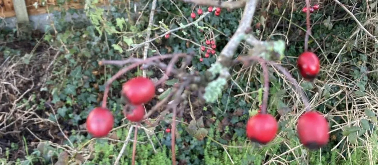 Common hawthorn