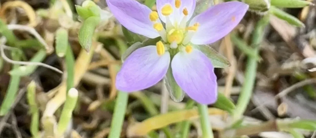 Greater sandspurry