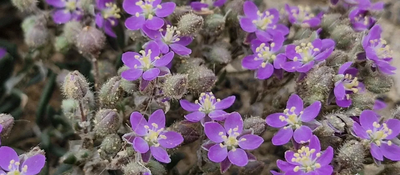 Purple sandspurry