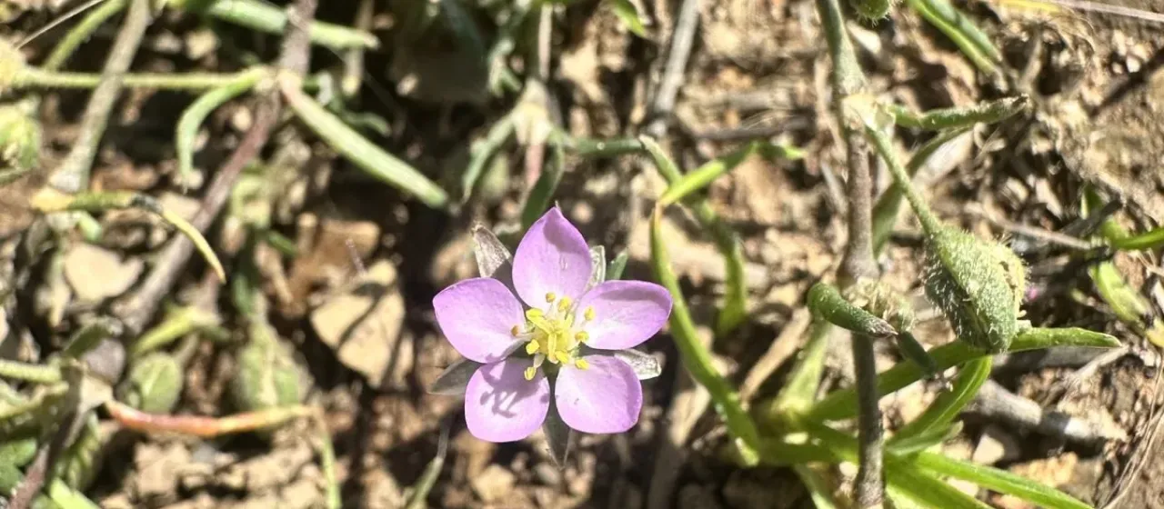 Sand spurrey