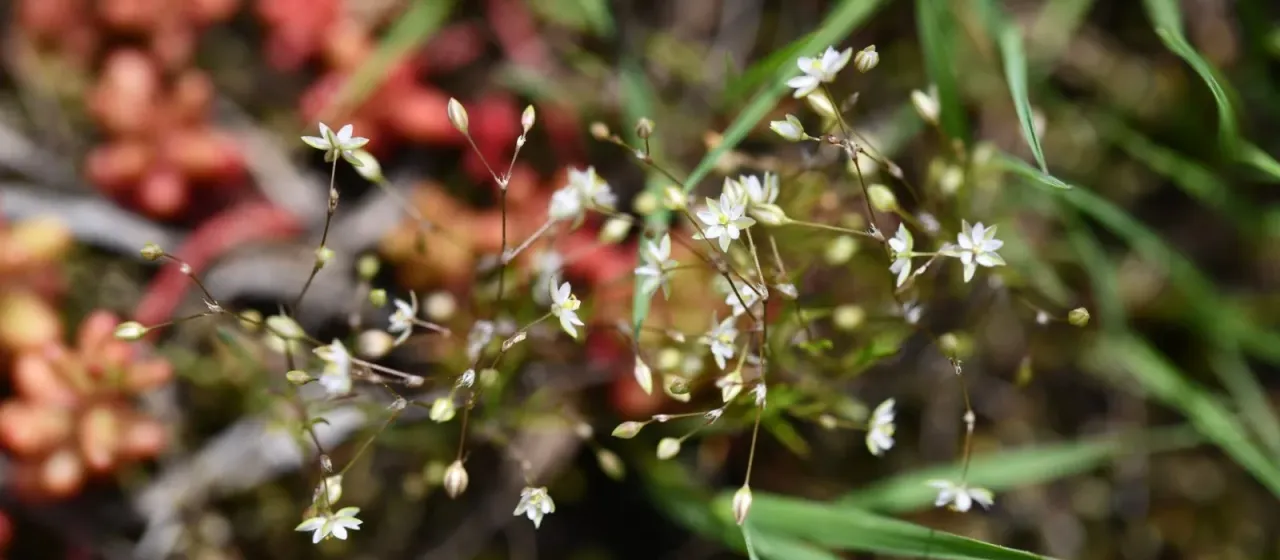 Corn spurrey