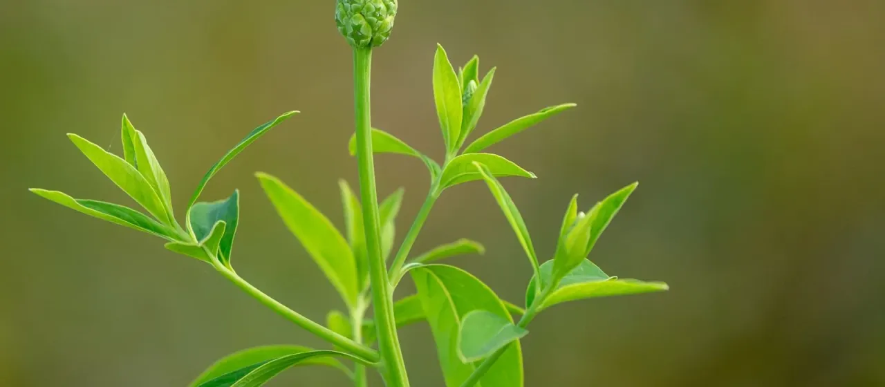 Sphenoclea