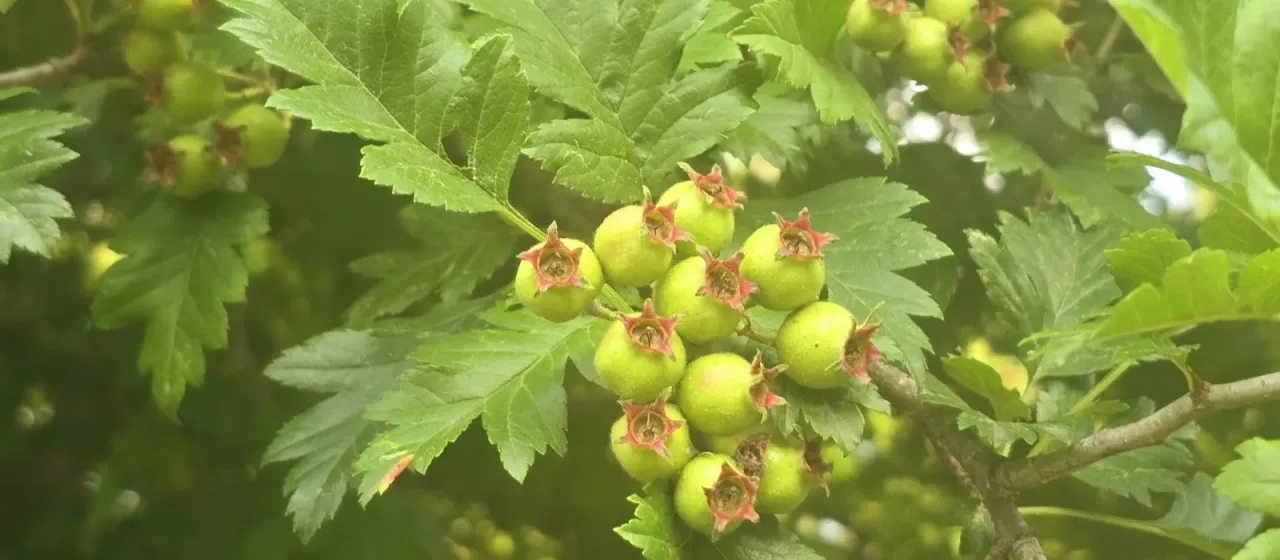 Chinese hawthorn