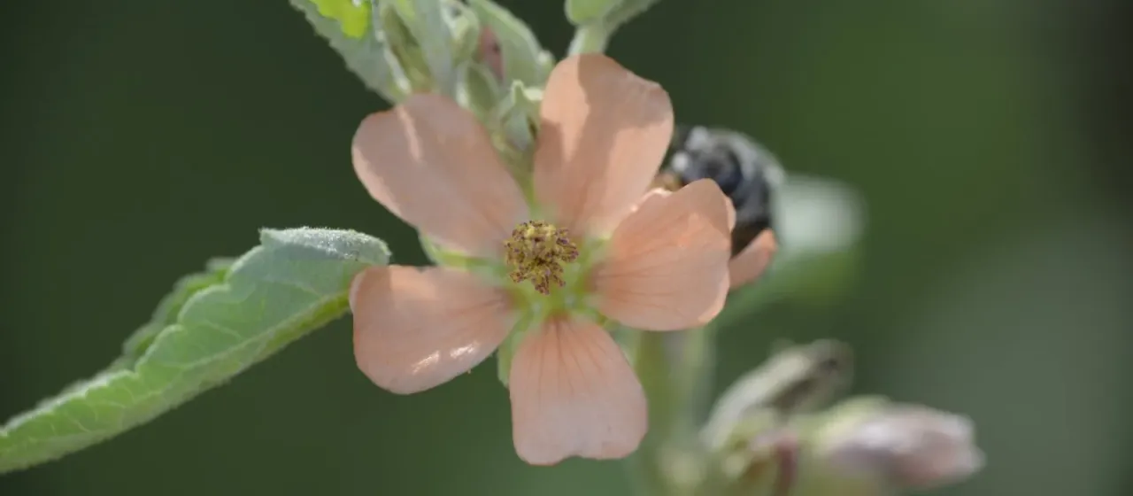 Sphaeralcea bonariensis