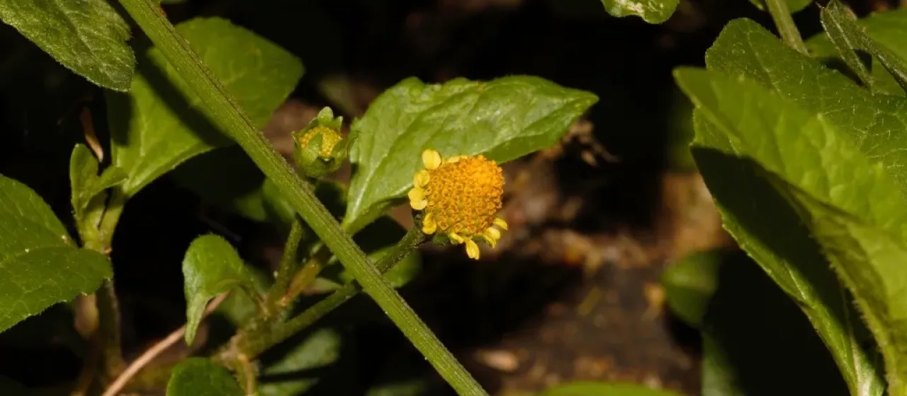 Acmella caulirhiza