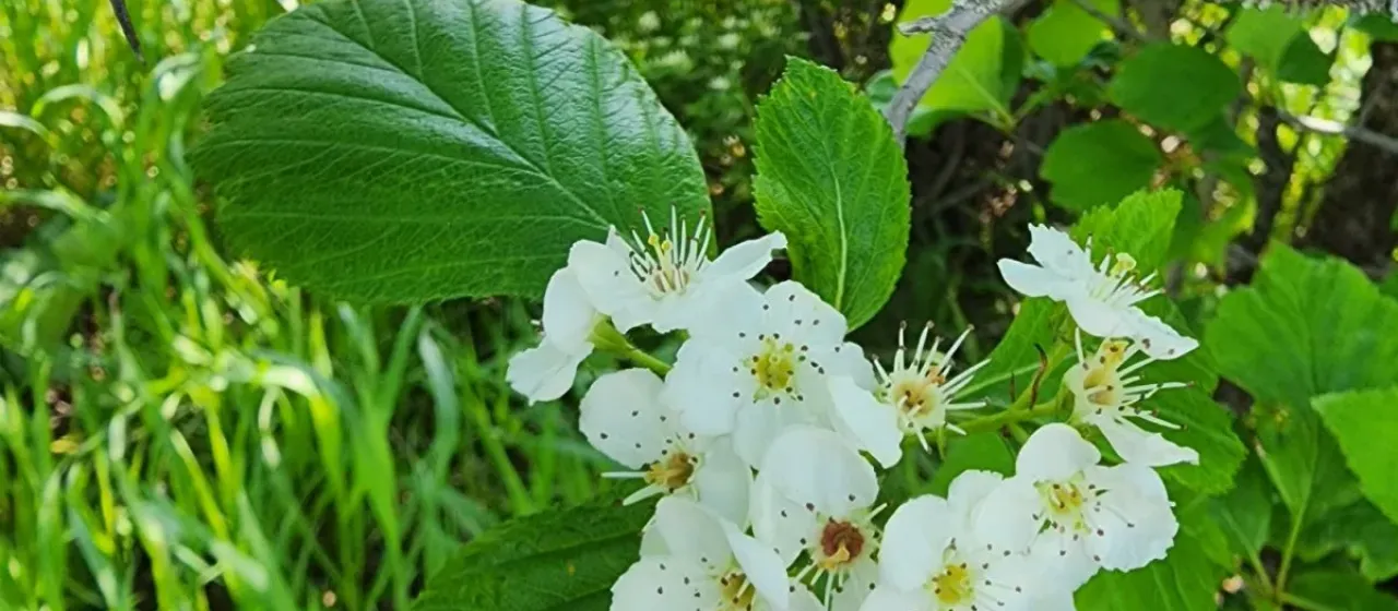Fleshy hawthorn