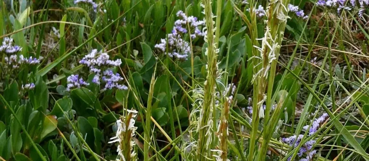 Common cordgrass