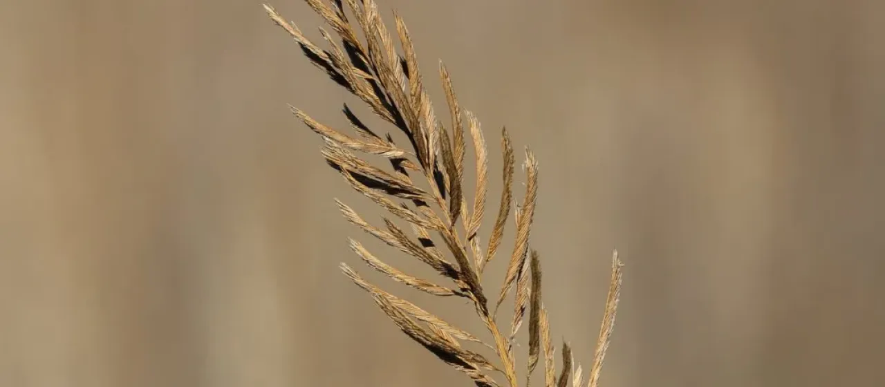 Giant cordgrass