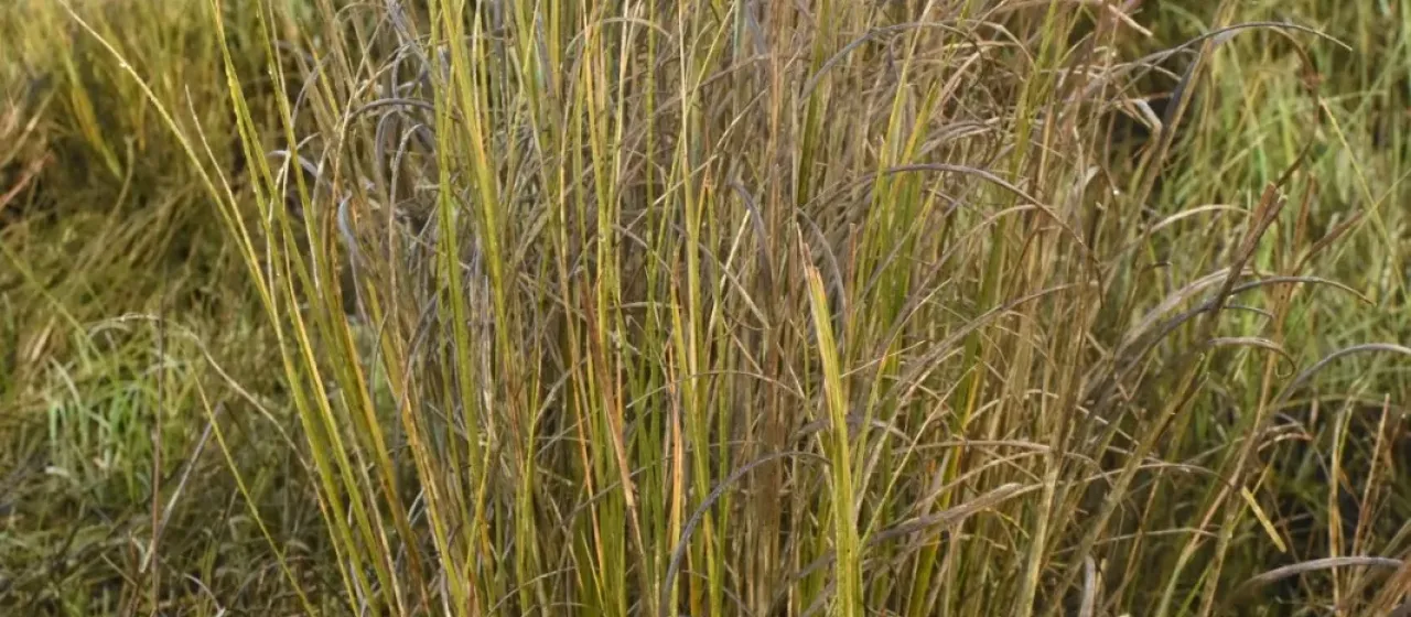 Dense-flowered cordgrass