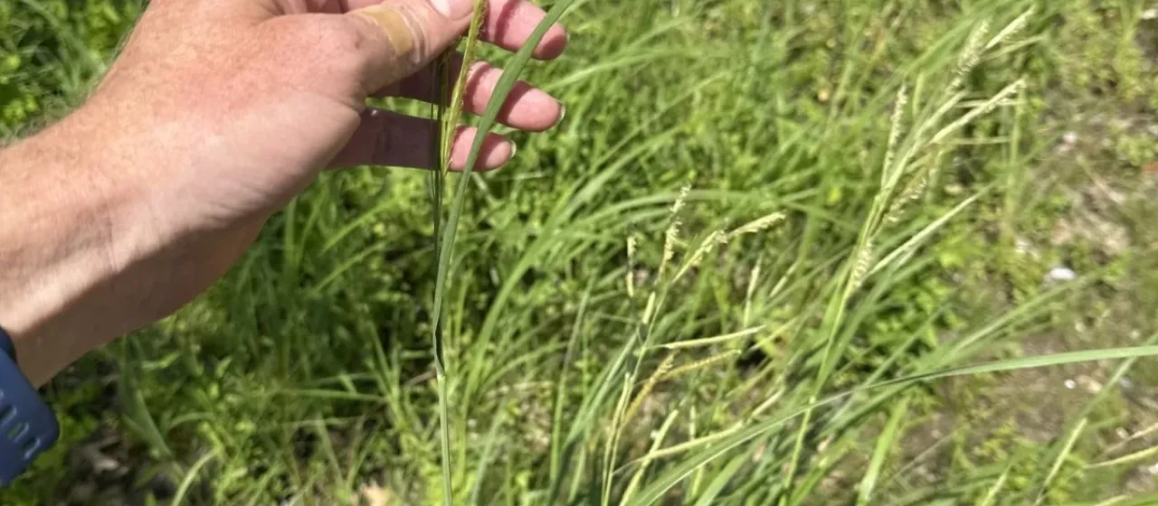 Prairie cordgrass