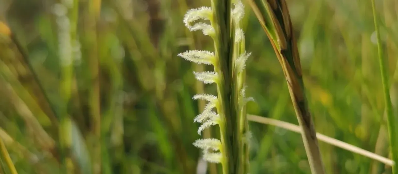Townsend's cordgrass