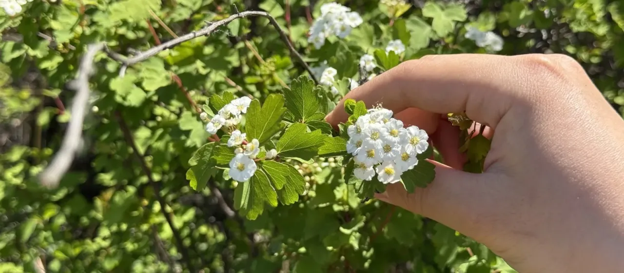 Спирея трехлопастная