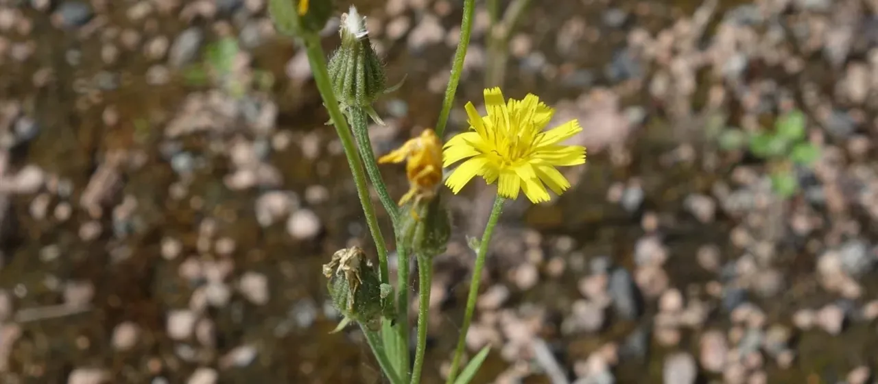 Narrowleaf hawksbeard