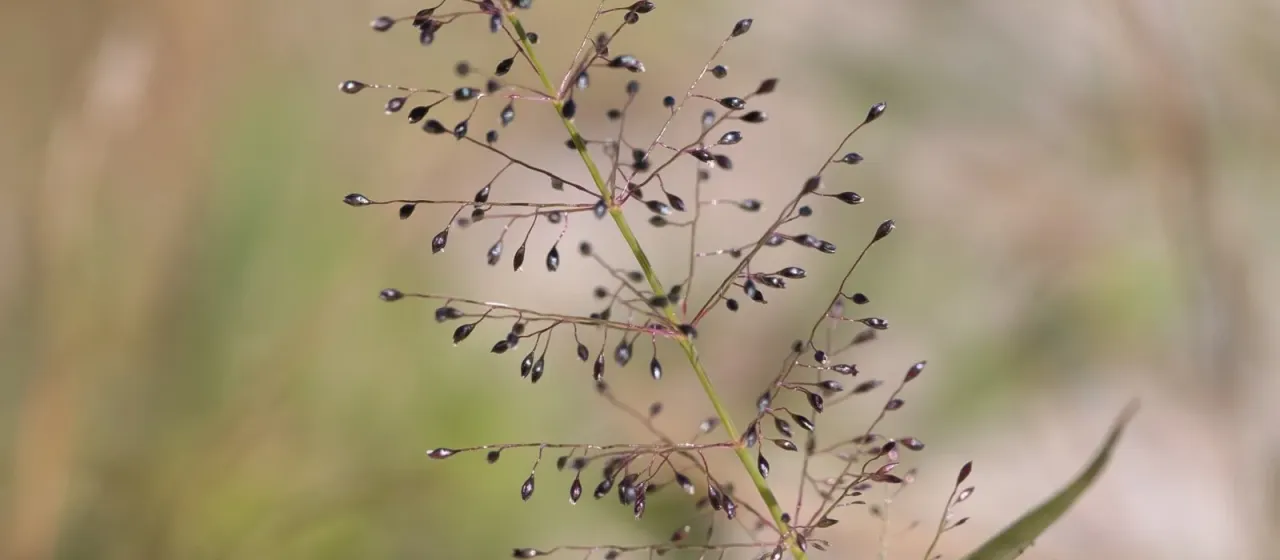 Australian dropseed