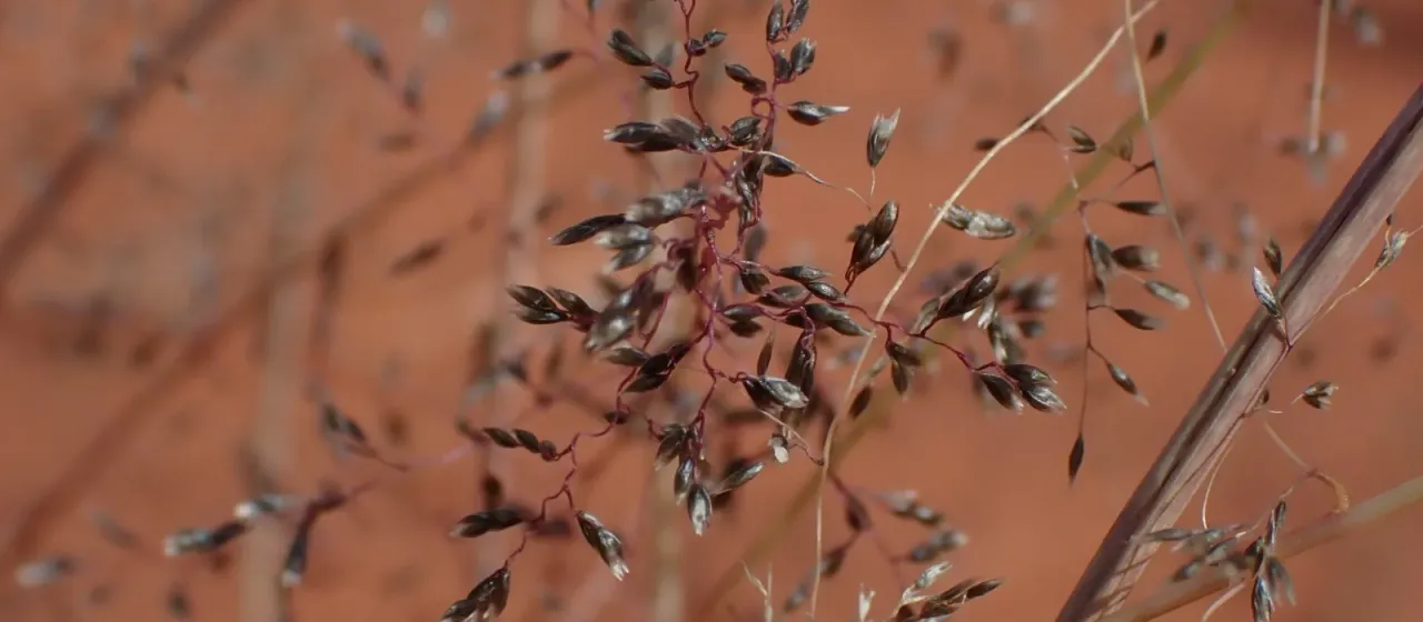 Mesa dropseed