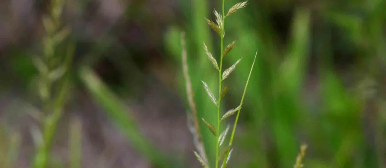 Sporobolus molleri