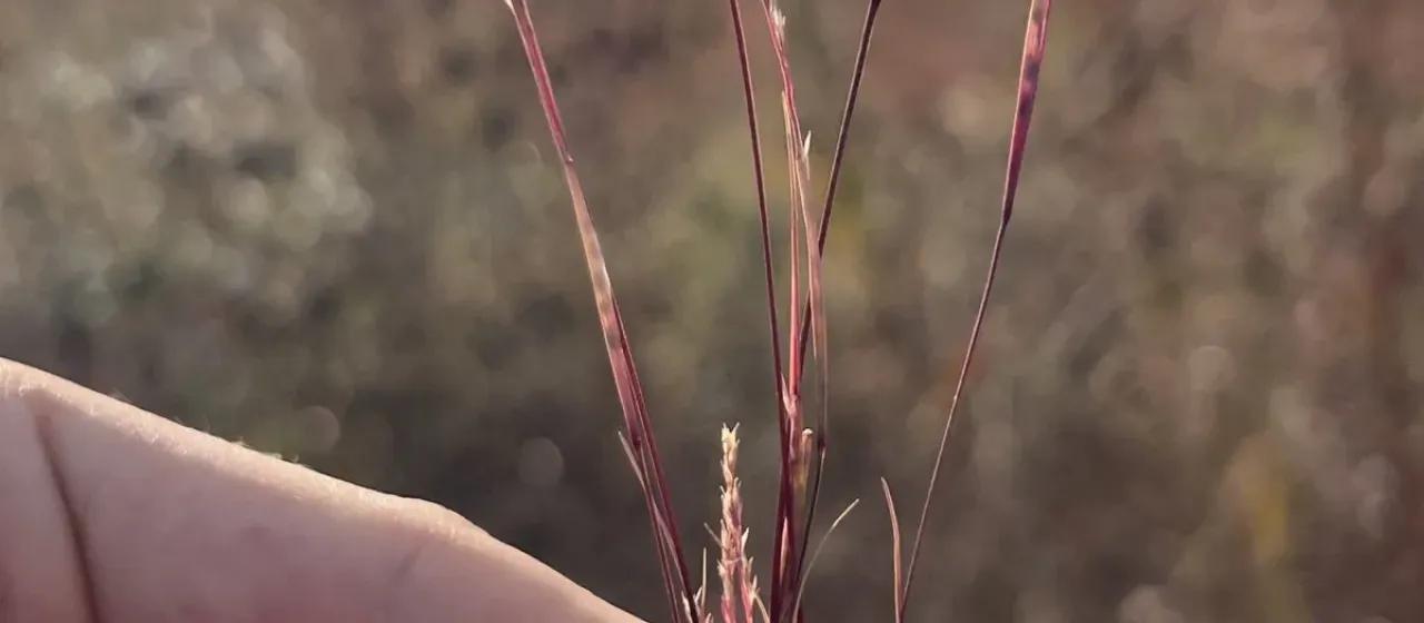 Neglected dropseed