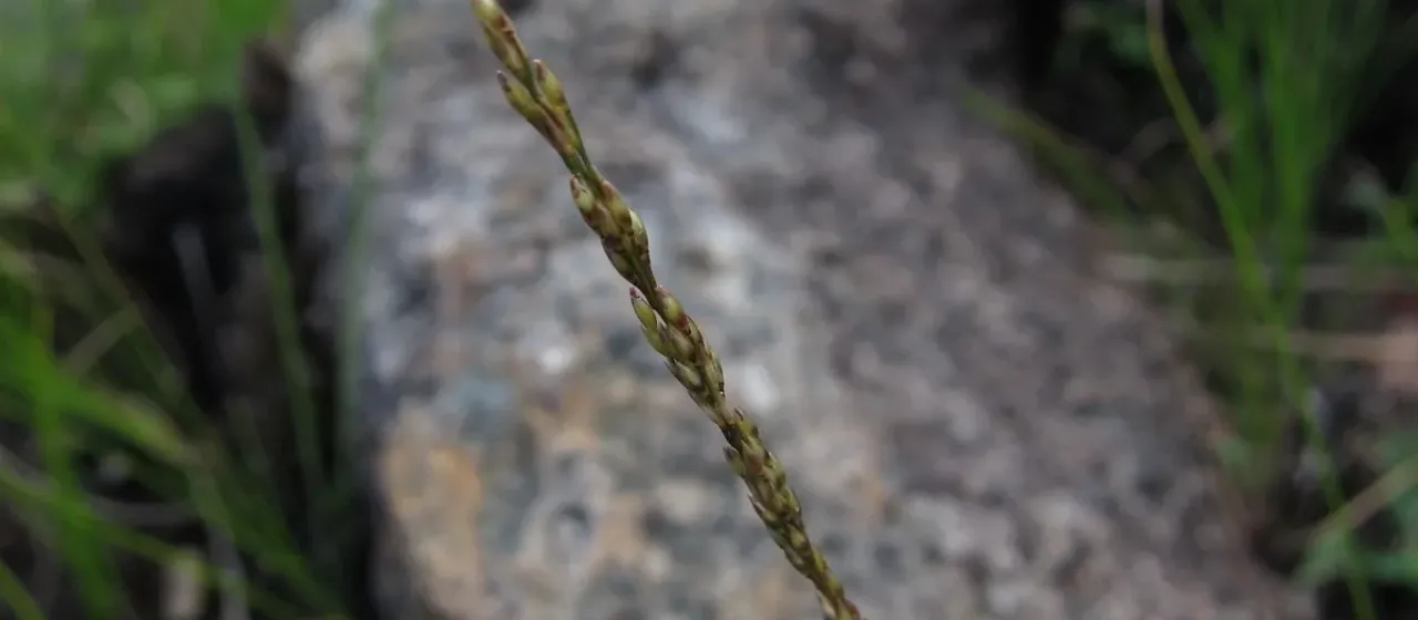 Sporobolus piliferus