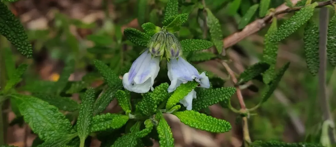 Lepechinia chilensis